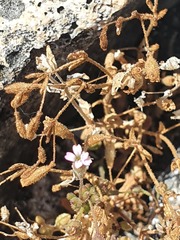 Silene sedoides