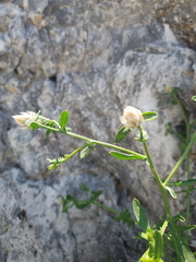 Centaurea paxorum