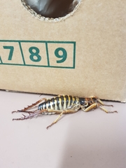 Hemideina crassidens