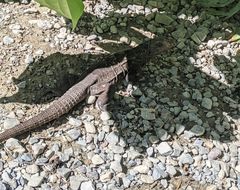 Ctenosaura oedirhina