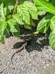 Ctenosaura oedirhina