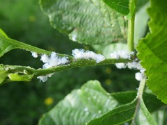 Prociphilus xylostei