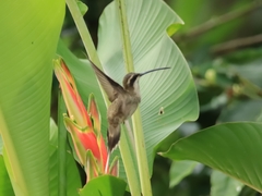Phaethornis anthophilus