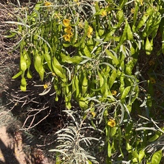 Senna phyllodinea