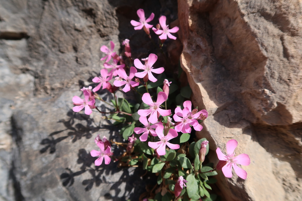 Petrocoptis montsicciana