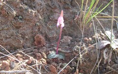 Disperis woodii