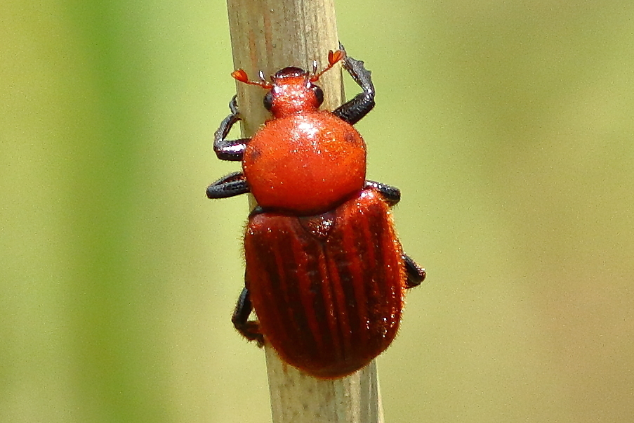 Myodermum rufum