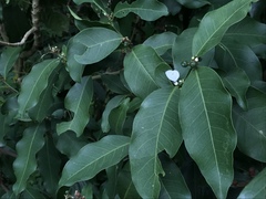 Neopithecops zalmora