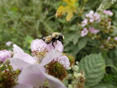 Megachile cinerea