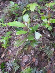 Beilschmiedia tarairi