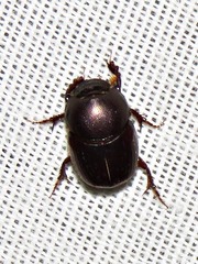 Euonthophagus carbonarius