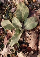 Verbascum rotundifolium