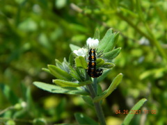 Ethmia candidella