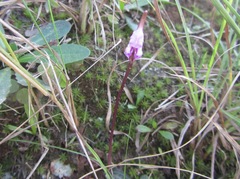 Disperis woodii