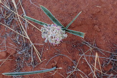 Ledebouria apertiflora