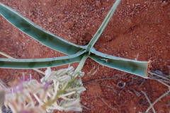 Ledebouria apertiflora