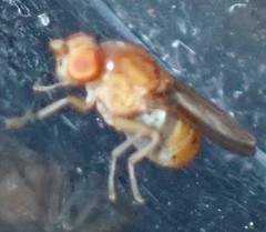 Neogriphoneura