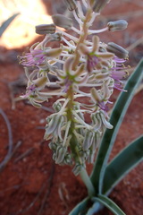 Ledebouria apertiflora