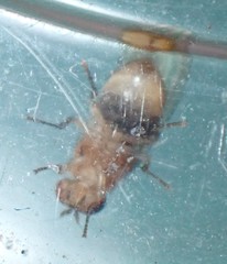 Neogriphoneura