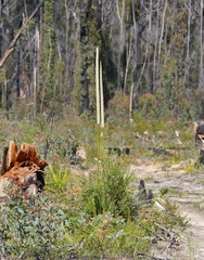 Xanthorrhoea concava