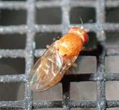 Neogriphoneura