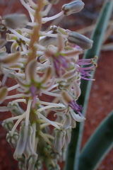 Ledebouria apertiflora