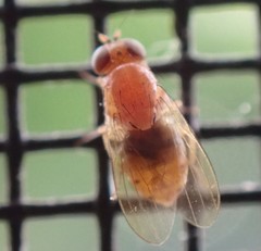 Neogriphoneura
