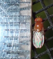 Neogriphoneura