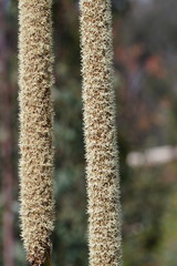 Xanthorrhoea concava