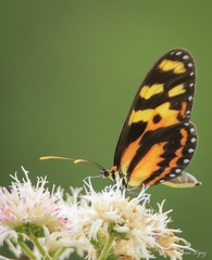 Mechanitis menapis occasiva