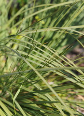 Xanthorrhoea concava