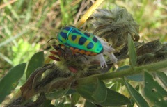 Calidea dregii