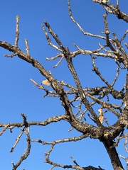 Hippophae rhamnoides