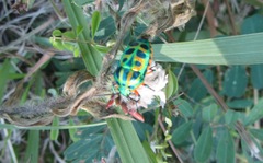 Calidea dregii
