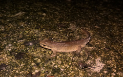 Lissotriton helveticus