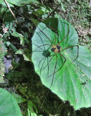 Eupoecilaema panamaense