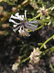 Diostea juncea