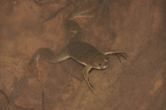 Xenopus muelleri