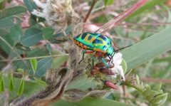 Calidea dregii