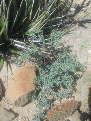 Euphorbia fruticulosa