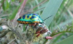 Calidea dregii