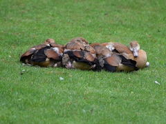 Alopochen aegyptiaca