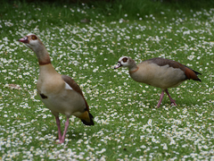 Alopochen aegyptiaca