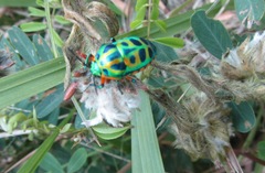 Calidea dregii