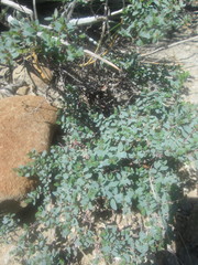 Euphorbia fruticulosa