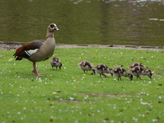 Alopochen aegyptiaca