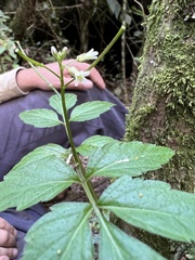Cardamine ovata