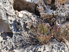 Limonium phitosianum