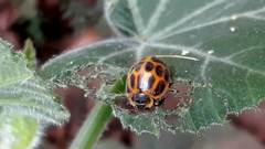 Epilachna paenulata