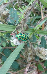 Calidea dregii